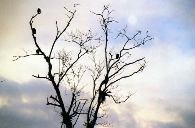 La Choza del Manglar