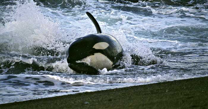 killer whale